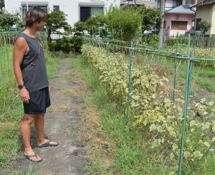 猛暑が夏野菜の生育や魚の養殖に影響　価格高騰が食卓直撃も