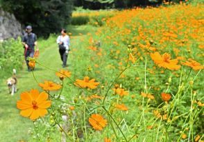 美術館のそばにステキな風景　栃木・宇都宮でキバナコスモス見頃