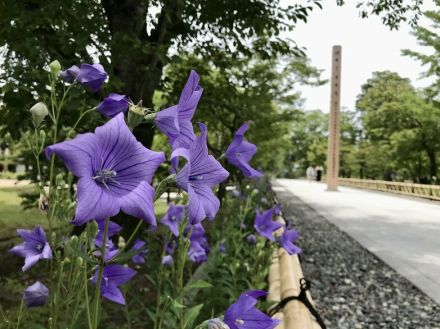 「京都」で秋を感じる花散歩、秋明菊、桔梗、萩に芙蓉