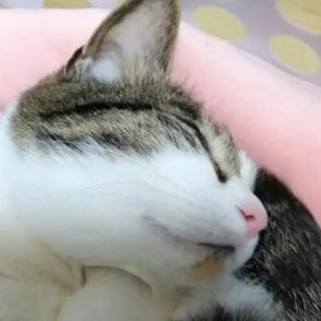 ＜うちのニャンコ＞ おなかいっぱいにゃ　気持ちよさそうに二度寝するミックス猫「ミミ」