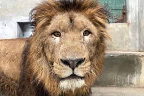 【ライオン】どうやって安全に輸送するの？ お迎えしたばかりの動物園に舞台裏を聞いてみた