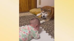 赤ちゃんから何をされても…全てを受け入れる元保護犬『べりじぃ』お迎えの際は威嚇も「いいおじいちゃんに」