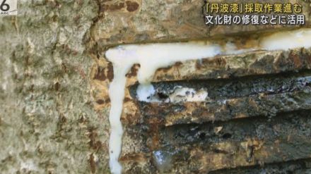 にじむ樹液を職人がかき取り　貴重な「丹波漆」採取作業進む　文化財の修復などに活用　京都・福知山市