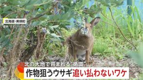 “野生のウサギ”がブルーベリーを盗み食い…追い払わない理由とは　北の大地で育まれる“循環”　北海道「びえいハスカップファーム」