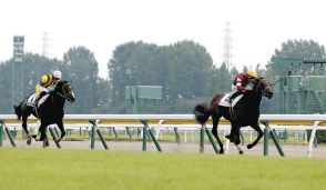 【新潟5R新馬】2番人気のゴーソーファーが鮮やかに逃げ切る！鞍上・横山武「返し馬から良かった、勝負根性もある」と評価