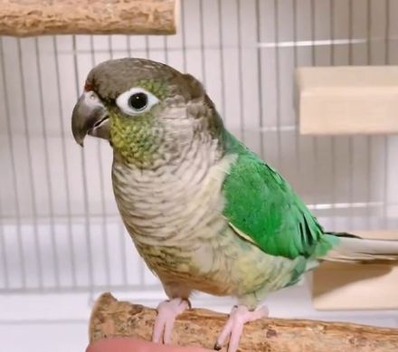 足場がない…どうする！？インコの予想外の行動に「声出して笑った」と癒やされる人続出【激かわアニマル奇跡の瞬間】