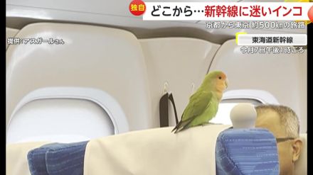 【独自】どこから?新幹線の中に“迷いインコ”…京都から東京 約500kmの“旅路”も捕獲され警察へ　SNSきっかけで飼い主のもとに