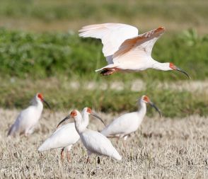 能登で本州初トキ放鳥へ　復興支援一環、26年度にも