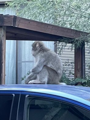 「まさかサルがいるとは」　宇都宮の住宅敷地内や路上で目撃相次ぐ　目撃男性、愛用カメラで撮影