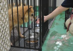 保護犬　返還1割　茨城県内、鑑札・注射済票が未装着　県「所有者明示が重要」