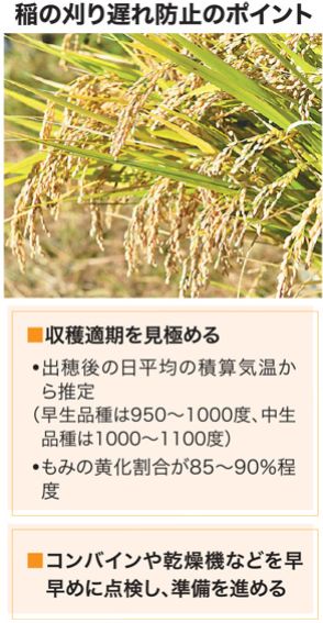 水稲〝刈り遅れ〟に注意　猛暑影響、収穫適期が早まる可能性