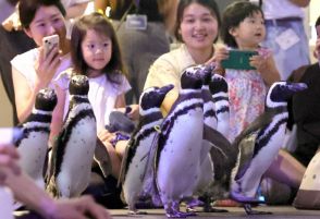 能登から避難したペンギン7羽　東京・すみだ水族館で一般公開