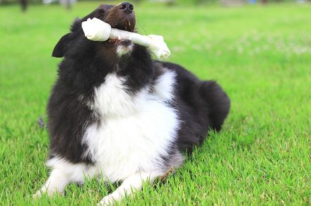 犬の「噛む行為」は悪いことではない？→犬は“長く噛む”ことで幸福感を得ていることが明らかに