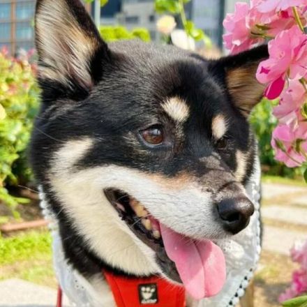 ＜うちのワンコ＞ママお帰り～！　仕事から帰宅する飼い主を大喜びで迎えてくれる柴犬「ラガー」