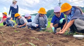 全校児童21人が秋咲きのヒマワリの種まき　9月末のフェスタに向けて　大分・臼杵市