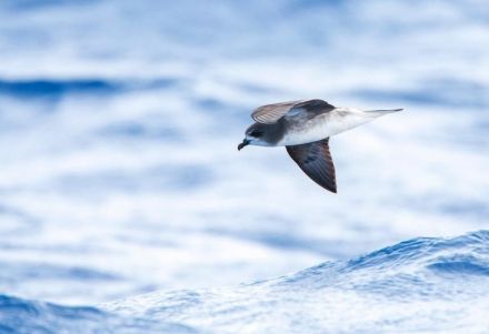 海鳥「なぜハリケーンを追いかけるかって？ そこにエサがいるからさ」