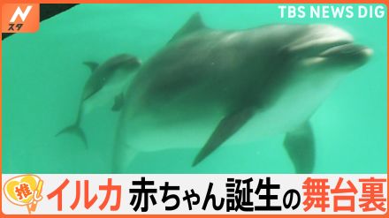 2年の妊活を経て…バンドウイルカの赤ちゃん誕生　「授乳」できるか、出産トレーニングの舞台裏【ゲキ推しさん】