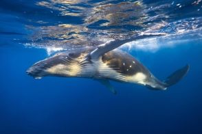 ザトウクジラの豪快な食事法「気泡で網を作って獲物を一気に食べてます」