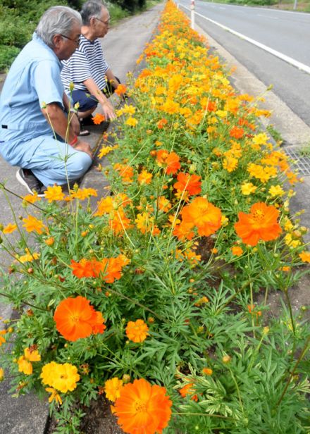 鮮やかコスモス街道　岩手・西和賀