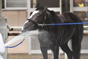 【新潟記念・先手必勝】仕上がりピタリ！〝第３勢力〟ラーグルフがベスト舞台で真の姿を発揮する