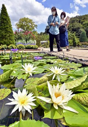 栃木・あしかがフラワーパークでスイレン見頃　水面彩る白、青、ピンク　高温と少雨で生育順調