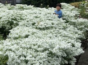 白く涼しげ「初雪草」　伊豆・大川さんの畑で見頃