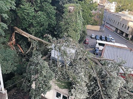 粟津温泉、倒木が３棟直撃 高さ２０メートル、けが人なし