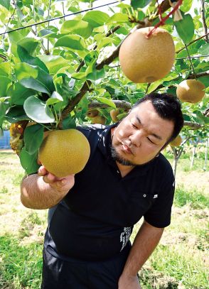 木と対話し大きく甘く　埼玉オリジナル品種のナシ「彩玉」　栽培は県内の生産者に限定　テレビでも取り上げられ人気上昇中　大きさと甘さが特徴