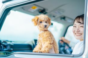 車の窓からワンちゃんの顔「一瞬で肝が冷えた」　事故の危険性も、法的に問題ない？