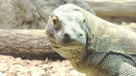 東山動植物園の“コモドドラゴン”　飼育員の解説を聞きながらエサやりの見学が可能　毎週日曜開催の「アニマルトーク」イベントは参加希望者多数で事前申込制に変更　