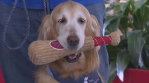 気持ちを和ませるセラピー犬　米の空港で旅行者に寄り添う