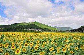 「復興のヒマワリ」見頃　３１、１日にライトアップ、和歌山県新宮市熊野川町