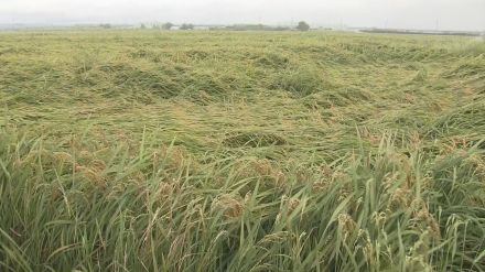 非常に強い台風10号 “令和のコメ騒動”に影響は コシヒカリの収穫作業が滞る農家も「早く過ぎ去って」