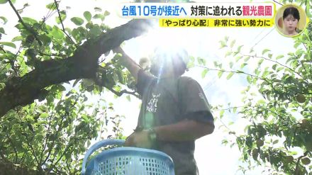 「やっぱり心配...」収穫間際に台風10号接近 観光農園の強風対策 広島