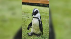 海水浴場のネットすり抜ける…出張動物園のペンギンが島から脱走し行方不明 飼育員「生きていることを願う」