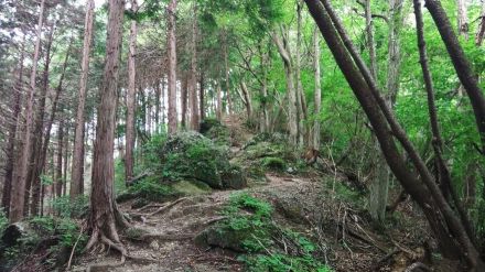 人気の「高尾山」で「あわや」の体験も! 「夏の低山登山トラブル」3つの実体験「NG行動＆対策」レポ