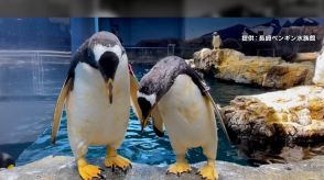 【なぜ】40秒間で5回…何度もおじぎをするペンギン特有の行動「ディスプレー」とは　恋人同士の愛を深めるコミュニケーション