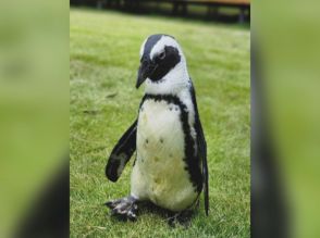 海水浴場のネットすり抜ける…出張動物園のペンギンが島から脱走し行方不明 飼育員「生きていることを願う」