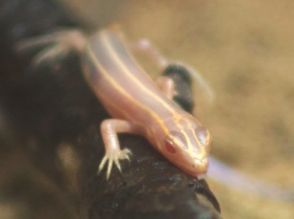 珍しい「白いトカゲ」 アクア・トトぎふに　展示は日本初　岐阜県各務原市