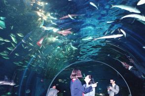 【実は穴場】都内のオススメ水族館3選「品川区」「板橋区」「足立区」