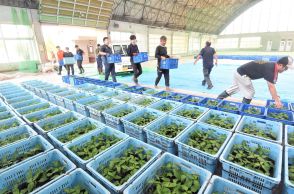 のろのろ台風10号思わぬ接近　影響長期化に不安高まる農畜産業関係者　苗の避難や豪雨、強風、停電対策急ピッチ