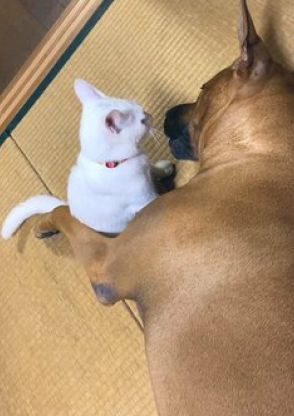 土佐犬が猫に「ヘイヘーイ！」と絡んでいると……？　アーッ！容赦しない猫との展開に笑ってしまう！