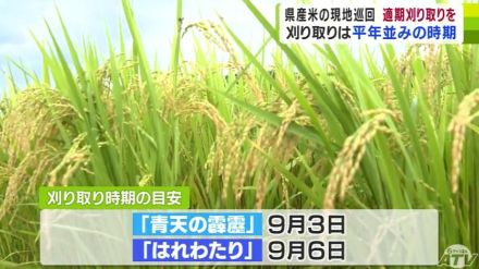 青森県産米の生育状況を確認　刈り取りできる状態となる目安は「青天の霹靂」が9月3日「はれわたり」は9月6日と平年並みの時期