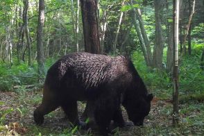 「運転席からライフルのスコープをのぞき…」OSO18を射殺したハンターが語る“闘い”　猟友会支部長は「内地の人は“共存共栄”と言うけれど」【スクープその後】