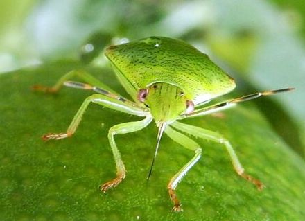 カメムシ、佐賀県全域に予察注意報　県農業技術防除センター　果樹全般に防除呼びかけ