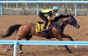 【新潟記念】バラジは攻め駆けする相手にラスト11秒9で併入　菅原明良騎手「動き自体は良かった」