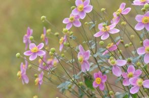 よく見るピンクのシュウメイギク、じつは貴重かも？【趣味の園芸9月号こぼれ話・前編】