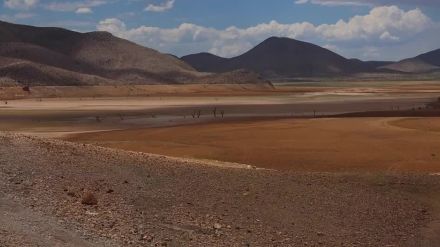 メキシコ北部で深刻な干ばつ、ひび割れたダムに魚の死骸　養蜂にも影響