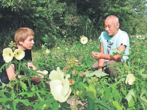 和紙の原料・トロロアオイの花がメニューに　富山県立山町の美容と健康の施設で２８日から