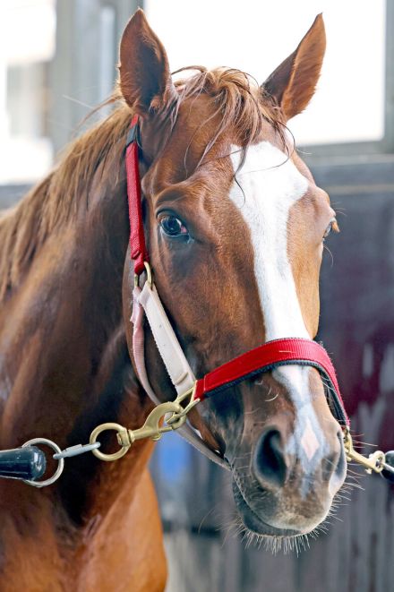 凱旋門賞目指すシンエンペラーがシャンティイ競馬場に到着　９・１４アイリッシュチャンピオンＳをステップに